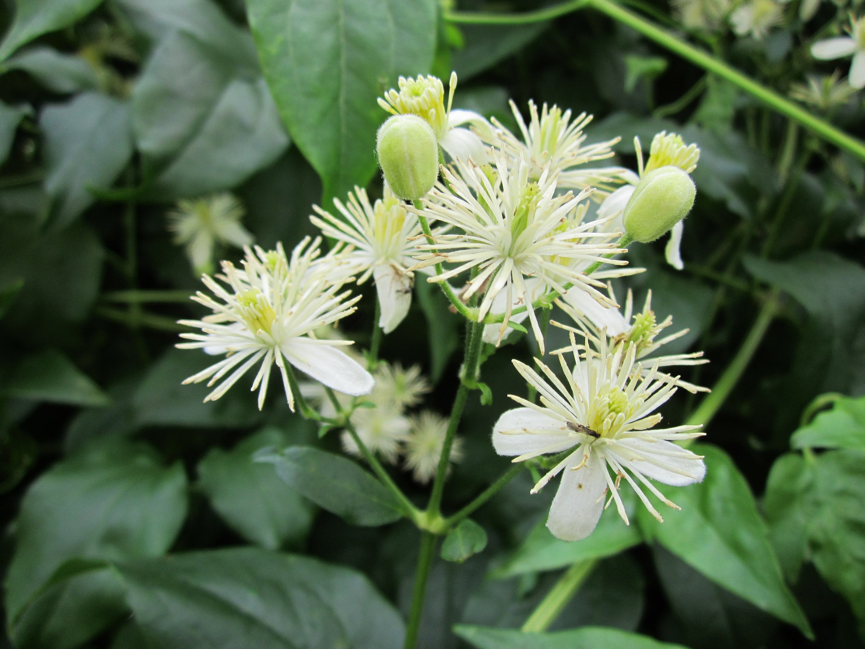 Gewöhnliche Waldrebe Clematis vitalba Bienenroute